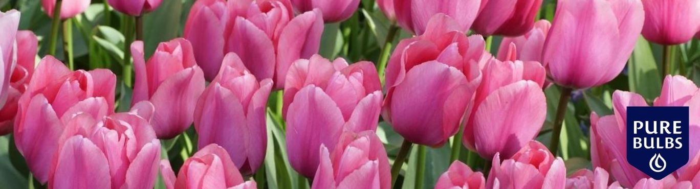 Pure Bulbs