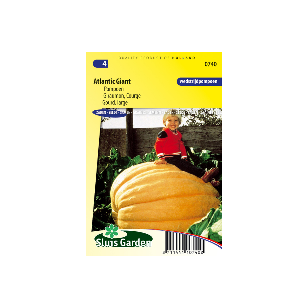 Reuzenpompoen Atlantic Giant