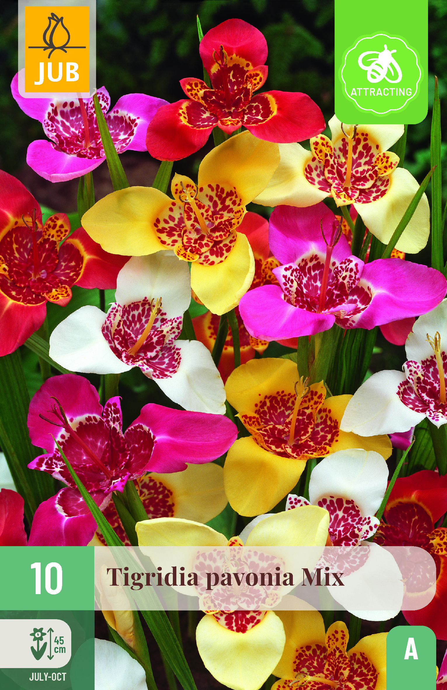 Tigridia Pavonia Mix