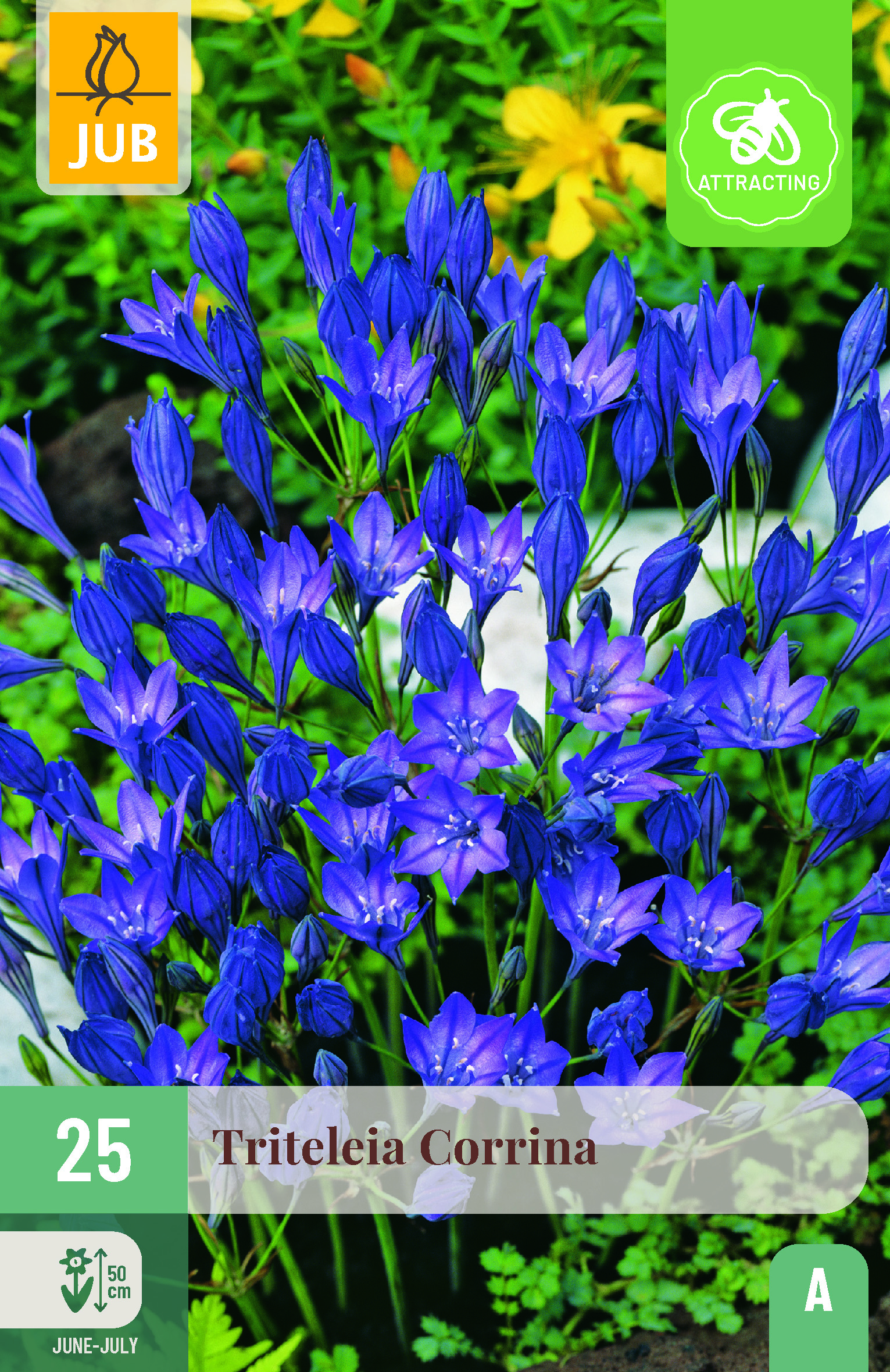 Triteleia Corrina