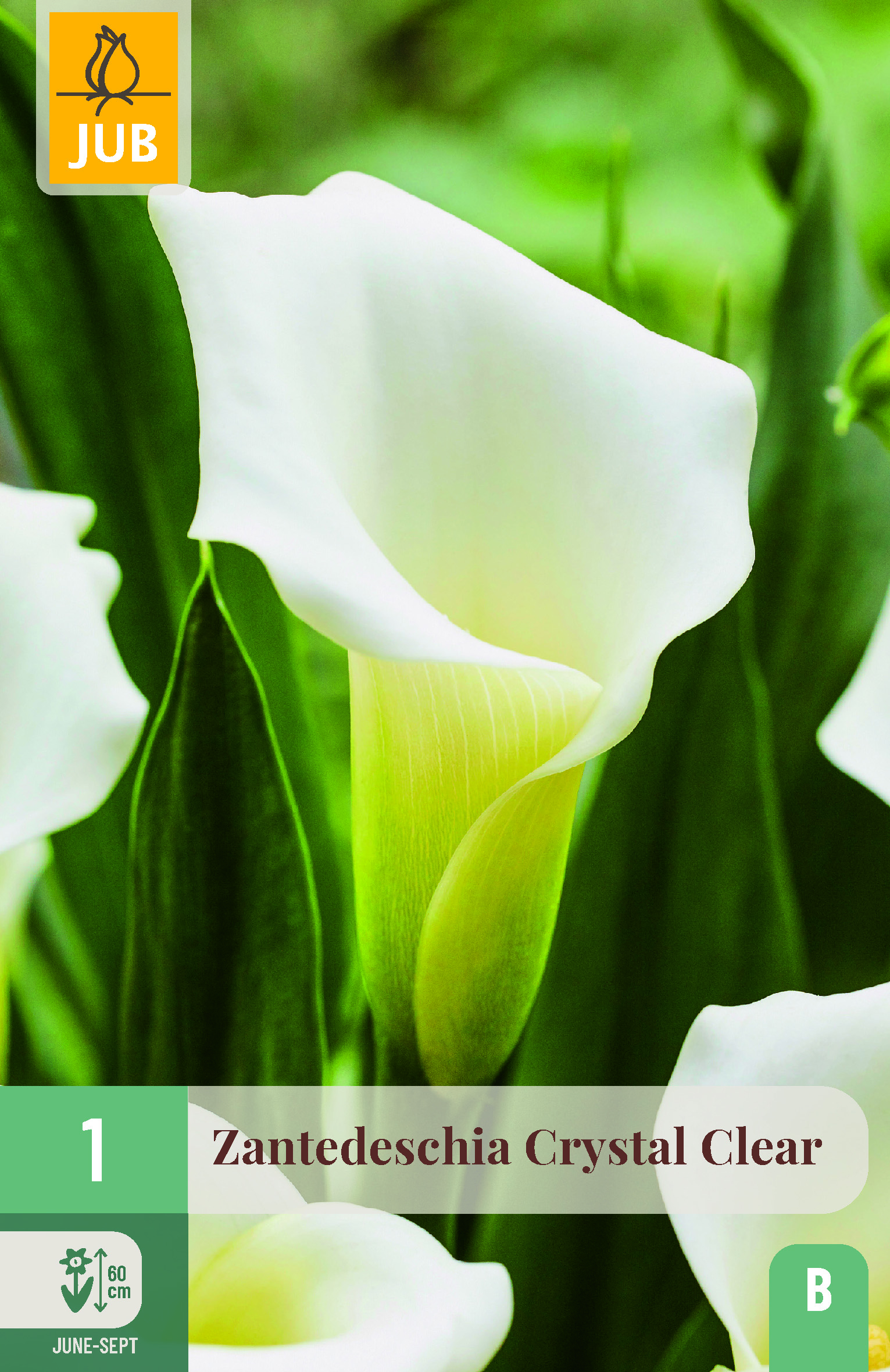 Zantedeschia Crystal Clear