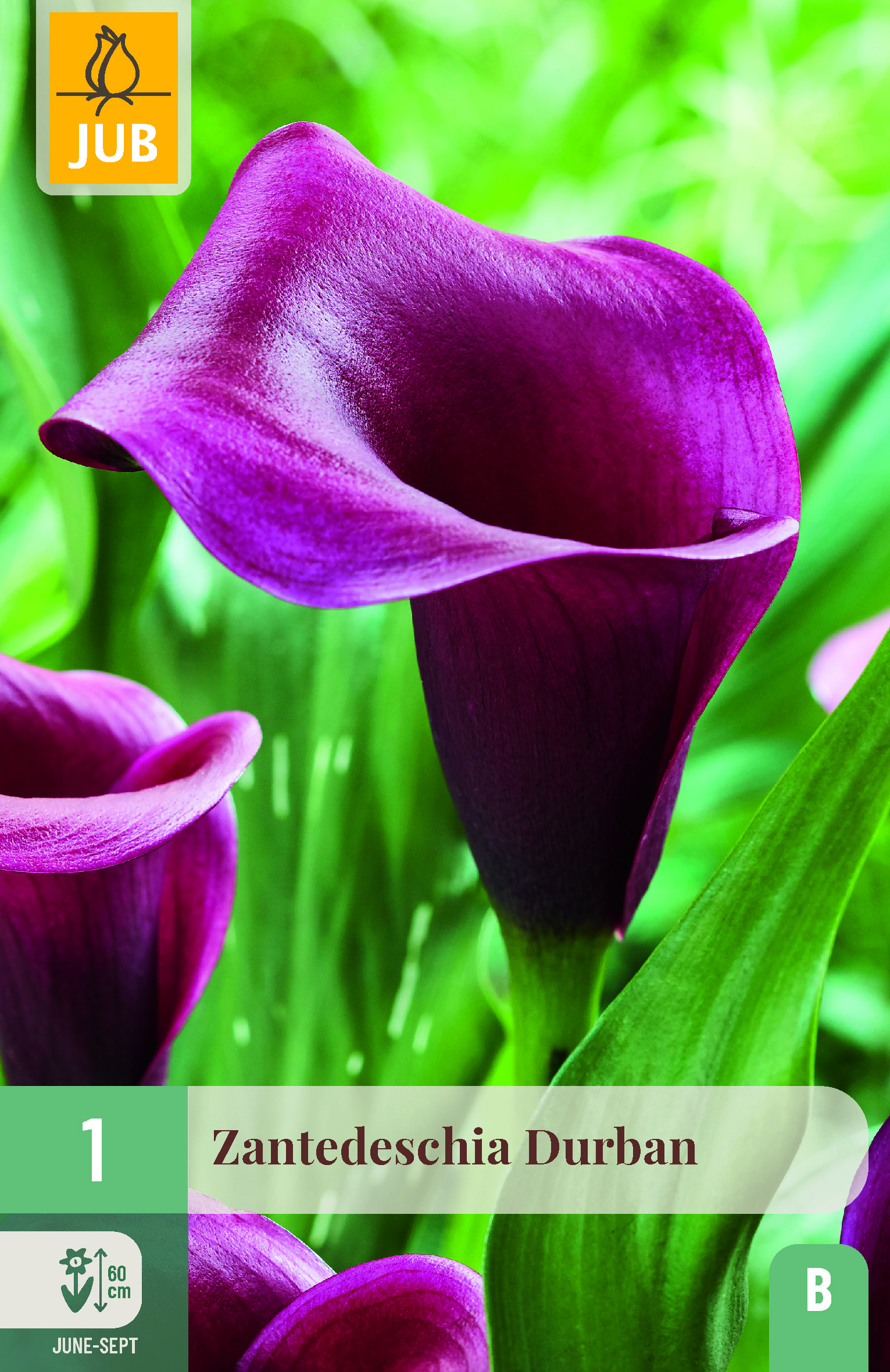 Zantedeschia Durban
