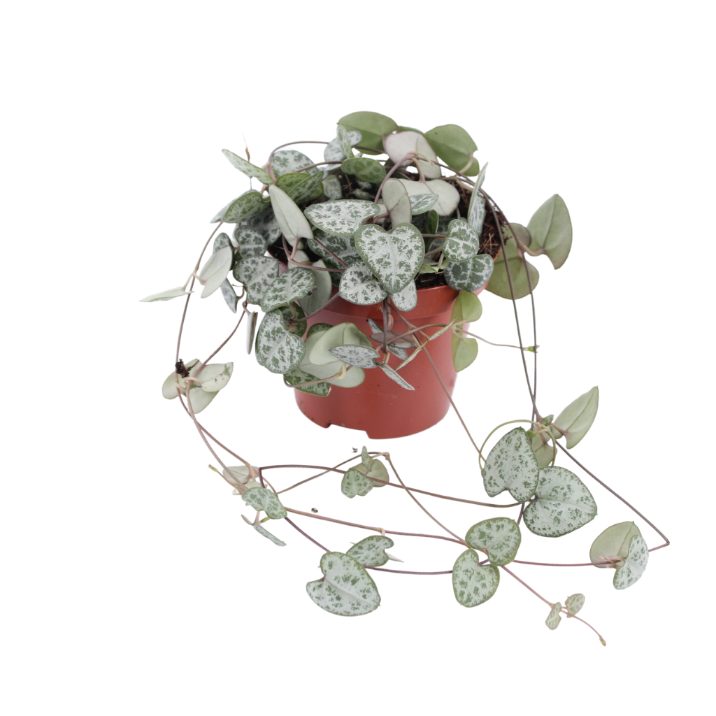 Lantaarnplantje (Ceropegia Woodii) H 20 ø 11 cm