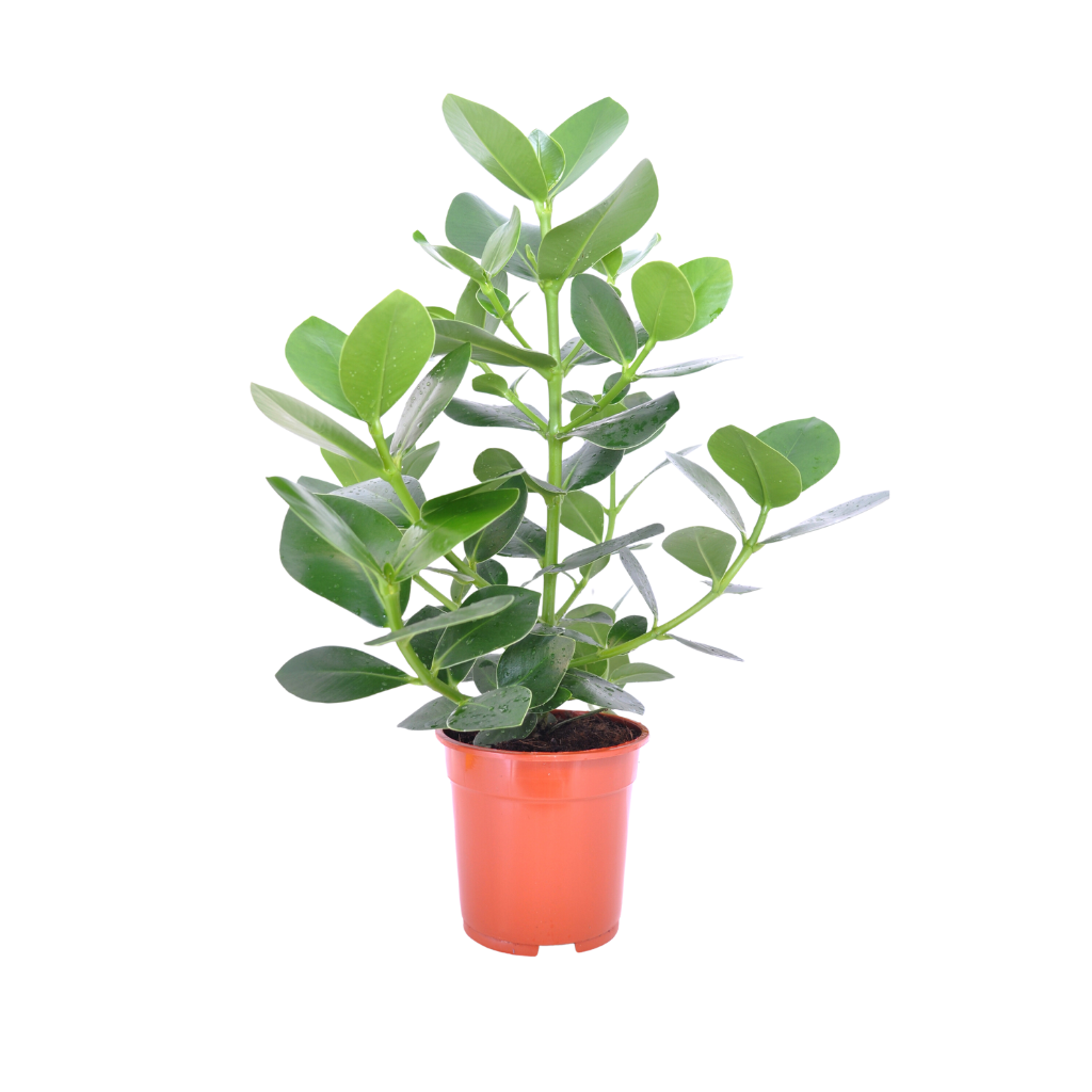 Varkensboom (Clusia Rosea Princess) H 65 ø 17 cm