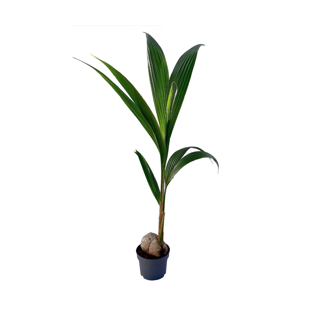 Kokospalm (Cocos Nucifera) H 120 ø 19 cm