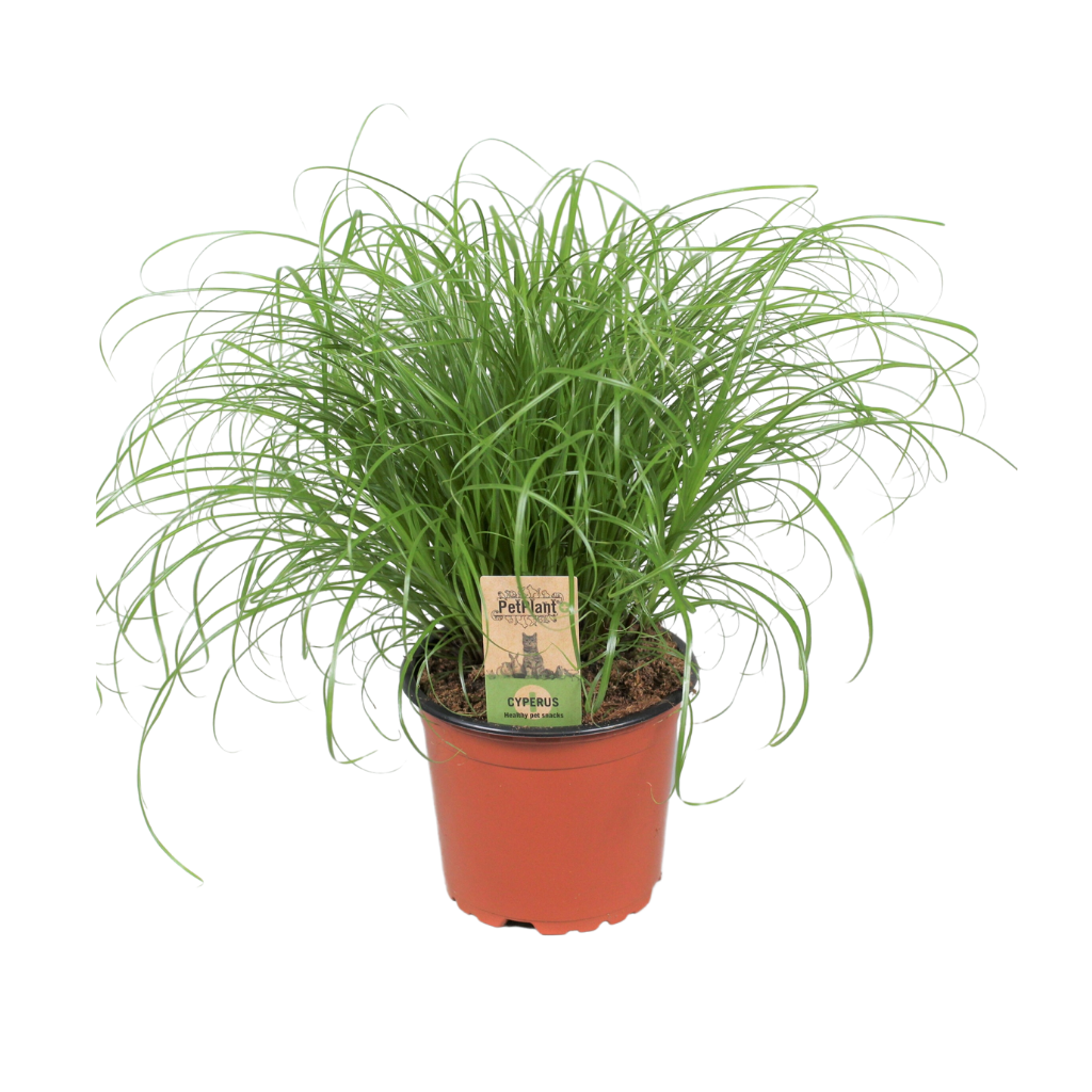 Kattengras (Cyperus Alternifolius Zumula) H 23 ø 12 cm