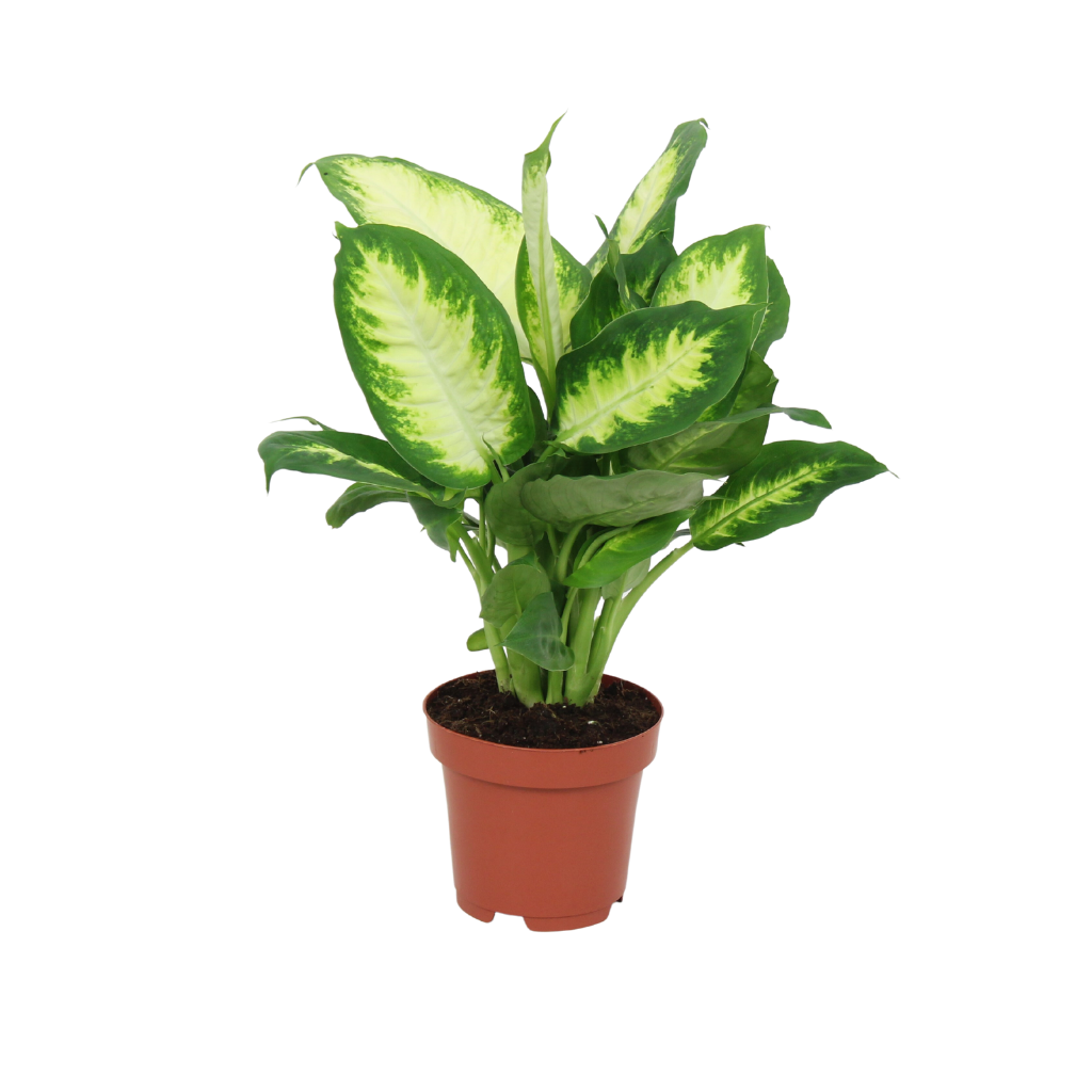 Dief van Badgad (Dieffenbachia Camilla) H 40 ø 12 cm