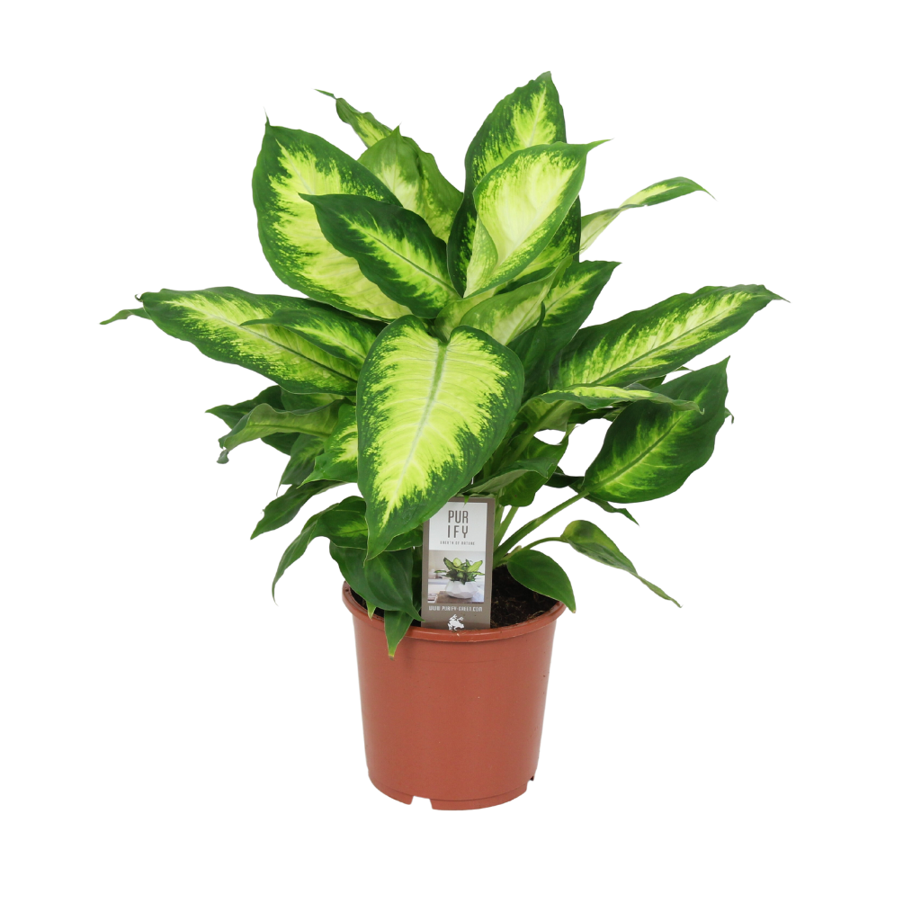 Dief van Badgad (Dieffenbachia Camilla) H 60 ø 17 cm