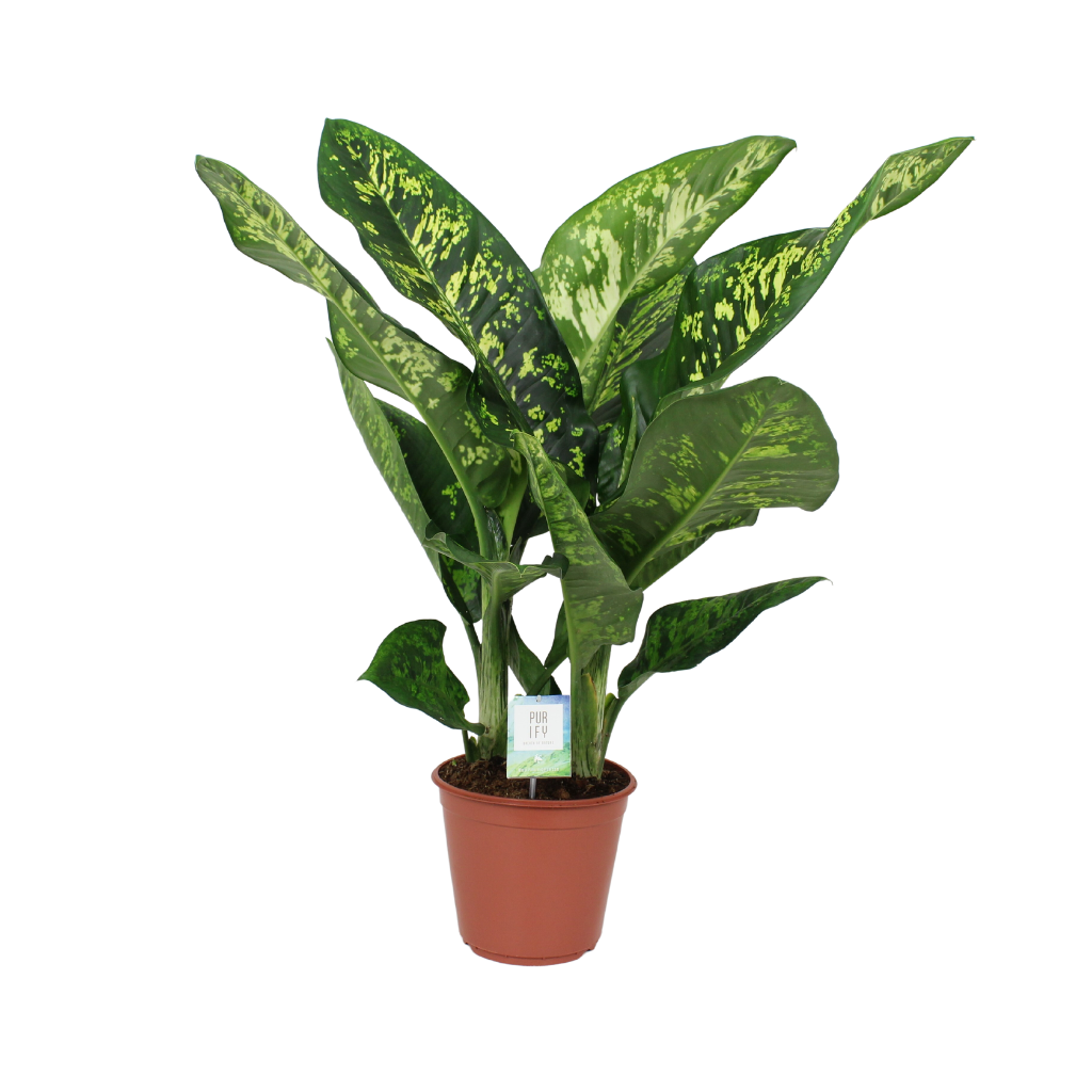 Dief van Badgad (Dieffenbachia Crown) H 90 ø 24 cm