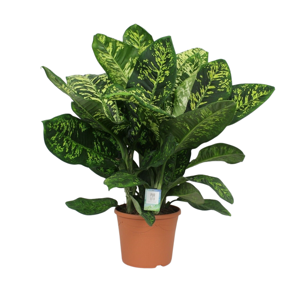 Dief van Badgad (Dieffenbachia Crown) H 120 ø 35 cm