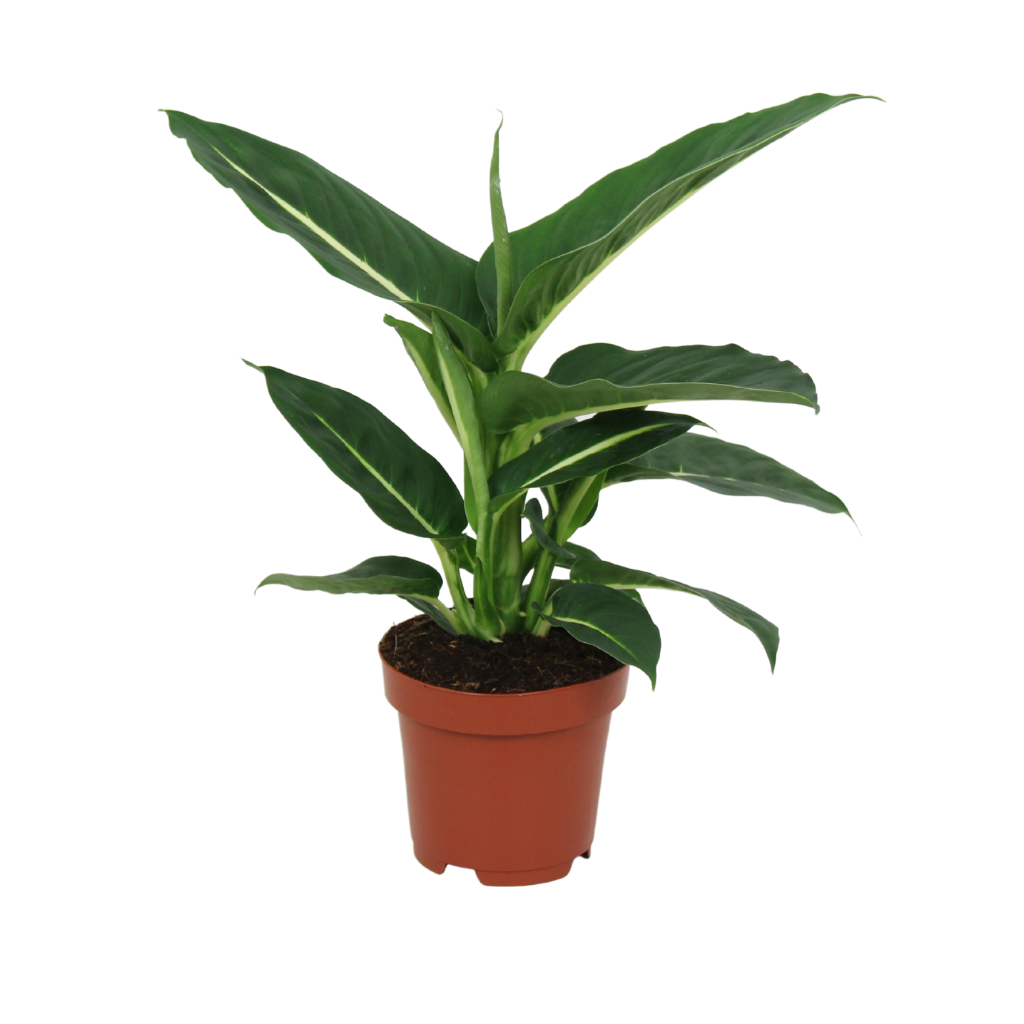 Dief van Badgad (Dieffenbachia Green Magic) H 40 ø 12 cm