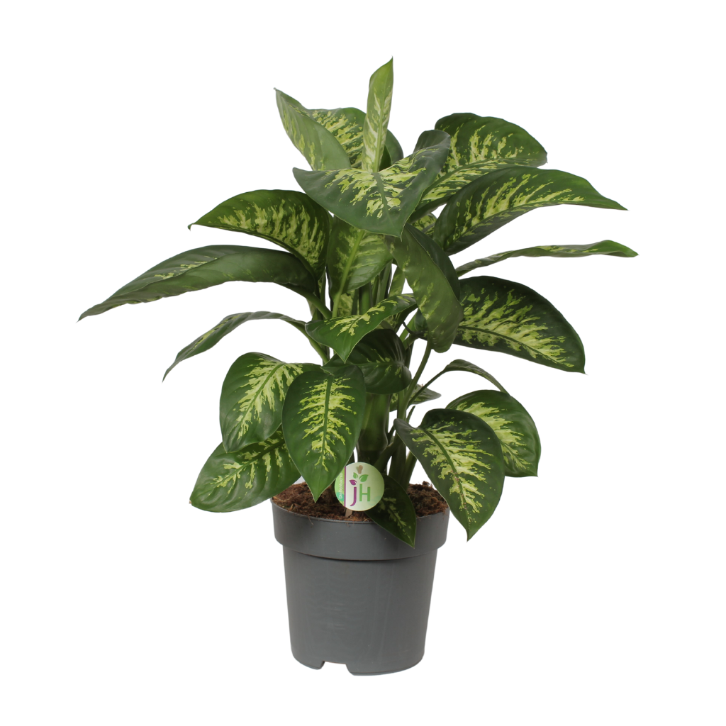 Dief van Badgad (Dieffenbachia Reeva) H 70 ø 24 cm