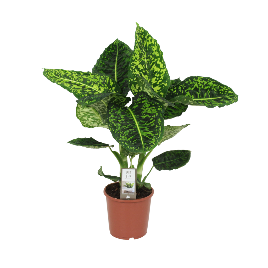 Dief van Badgad (Dieffenbachia Reflector) H 60 ø 17 cm