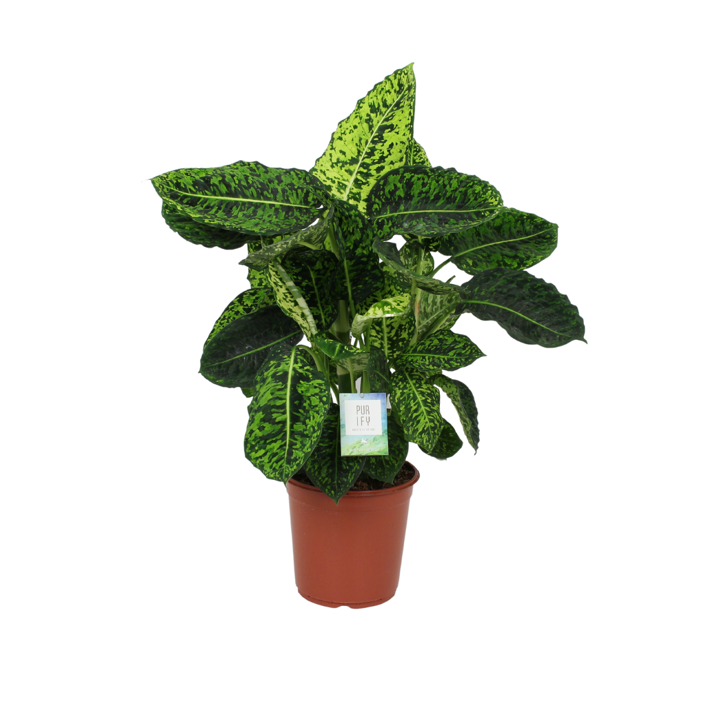 Dief van Badgad (Dieffenbachia Reflector) H 90 ø 24 cm