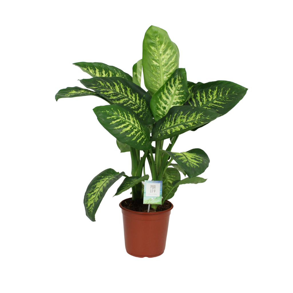 Dief van Badgad (Dieffenbachia Tropic Snow) H 90 ø 24 cm