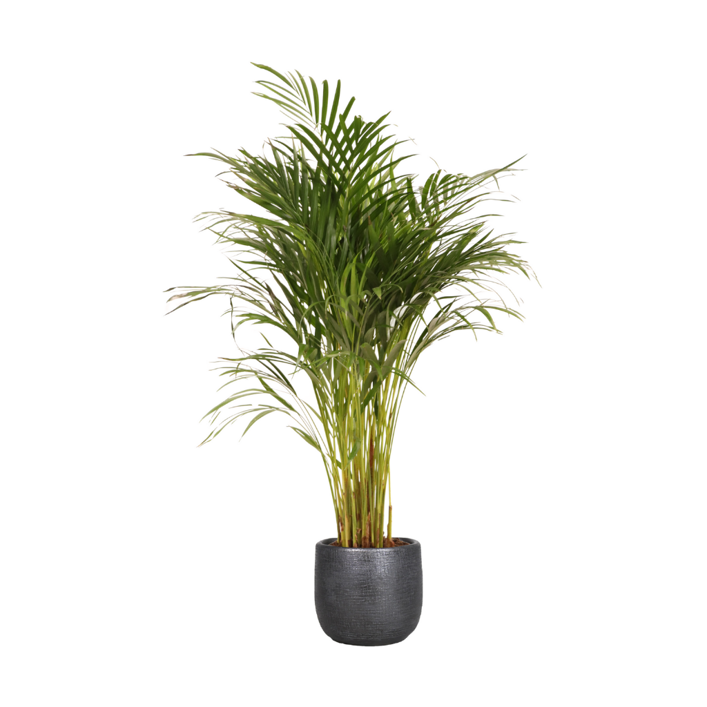 Areca goudpalm (Dypsis Lutescens) H 90 ø 17 cm