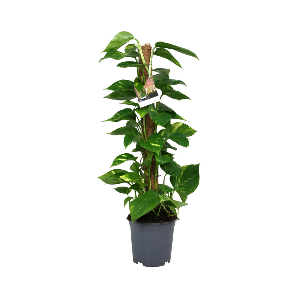 Drakenklimop (Epipremnum Aureum) H 80 ø 19 cm