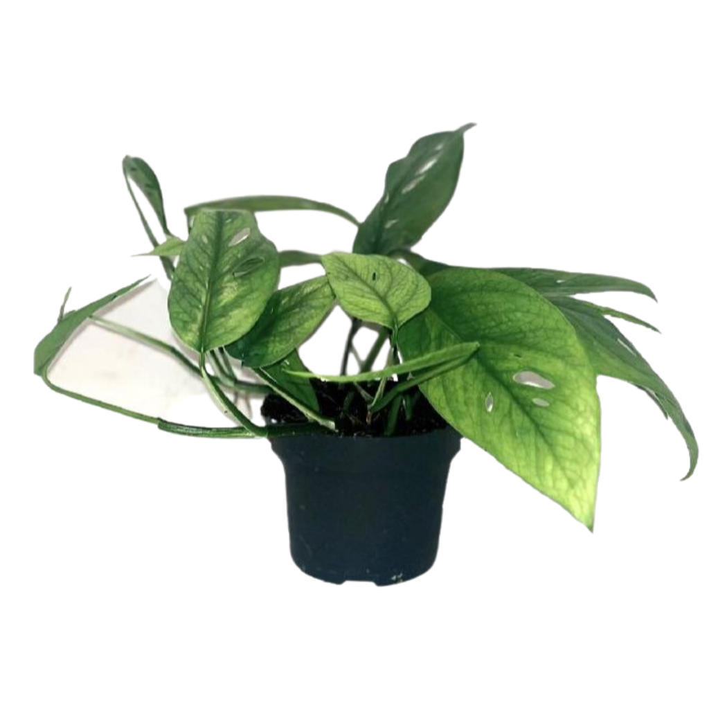 Drakenklimop (Epipremnum Cebu Blue) H 20 ø 12 cm