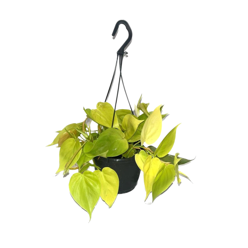 Drakenklimop (Epipremnum Golden Photos) H 40 ø 15 cm