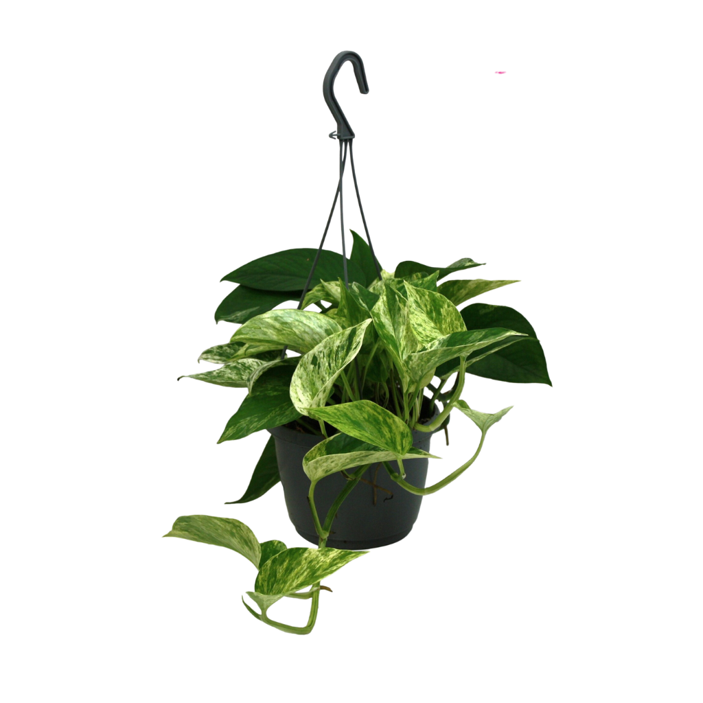 Drakenklimop (Epipremnum Marble Queen) H 40 ø 15 cm