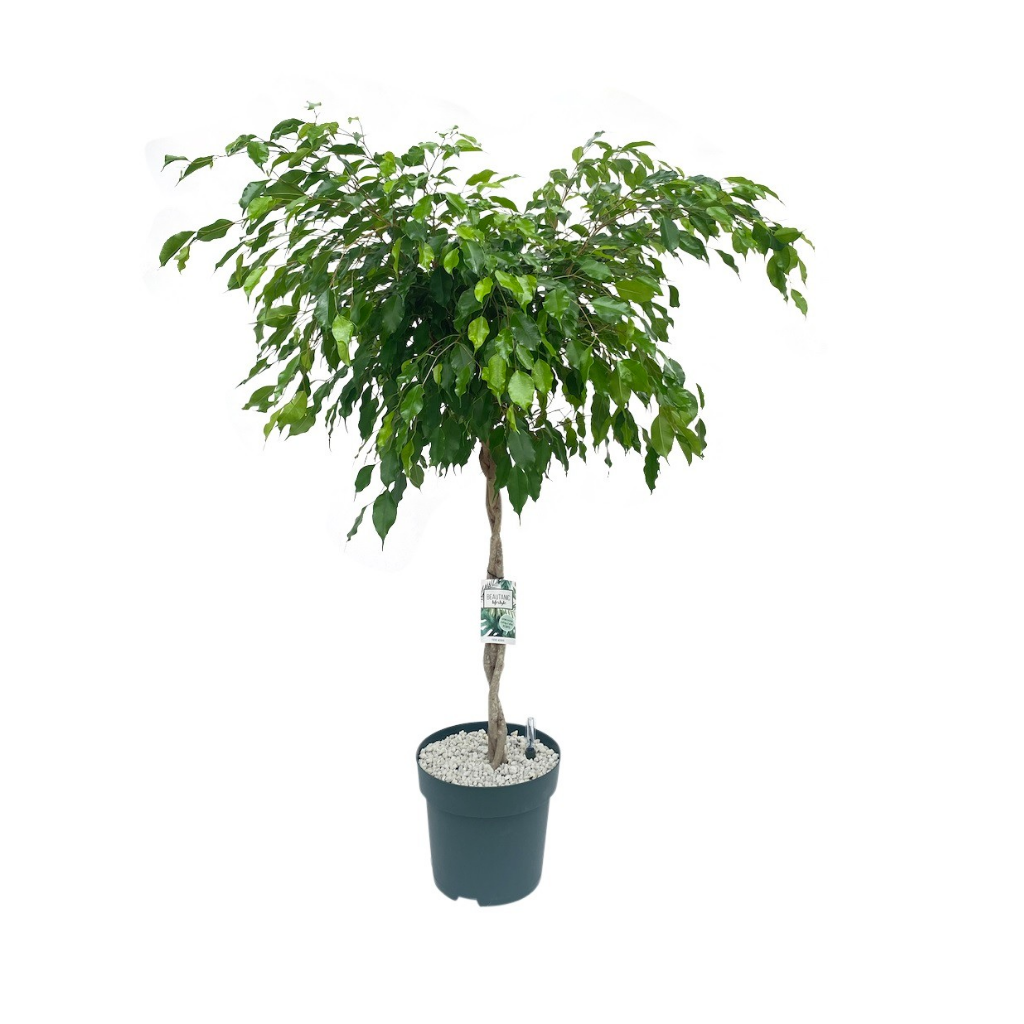 Rubberboom (Ficus Adora) H 140 ø 30 cm