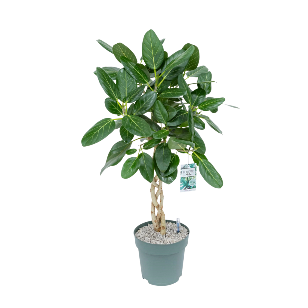 Rubberboom (Ficus Altissima) H 100 ø 27 cm