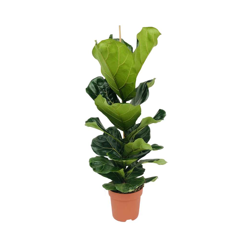 Rubberboom (Ficus Lyrata) H 105 ø 21 cm