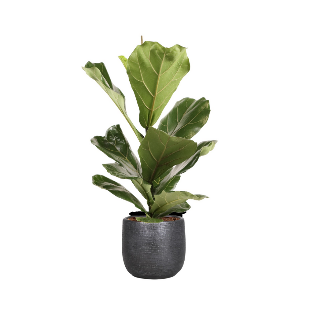Rubberboom (Ficus Lyrata) H 60 ø 17 cm