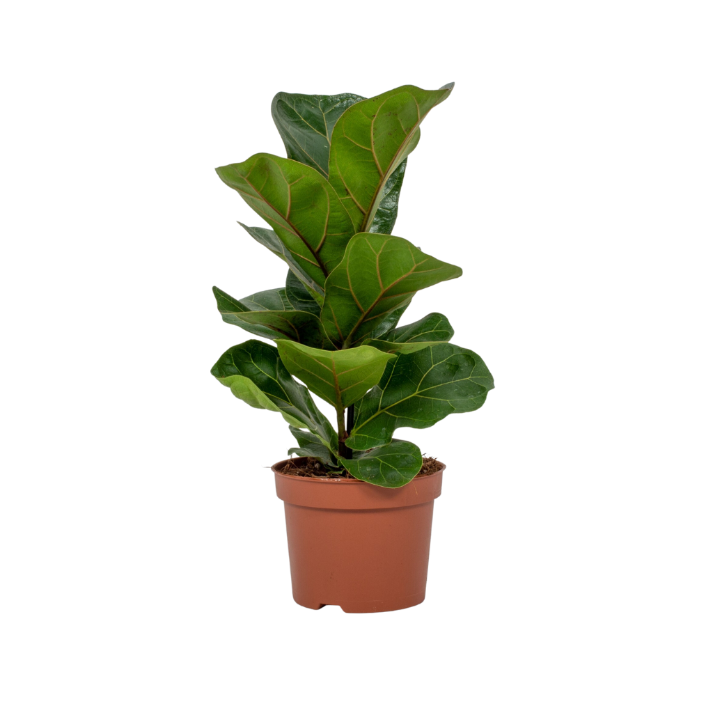 Rubberboom (Ficus Lyrata Bambino) H 50 ø 12 cm