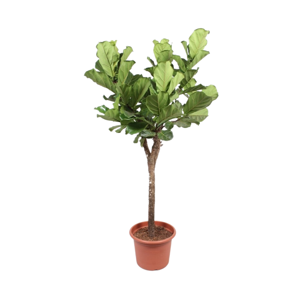 Rubberboom (Ficus Lyrata Stam) H 200 ø 45 cm