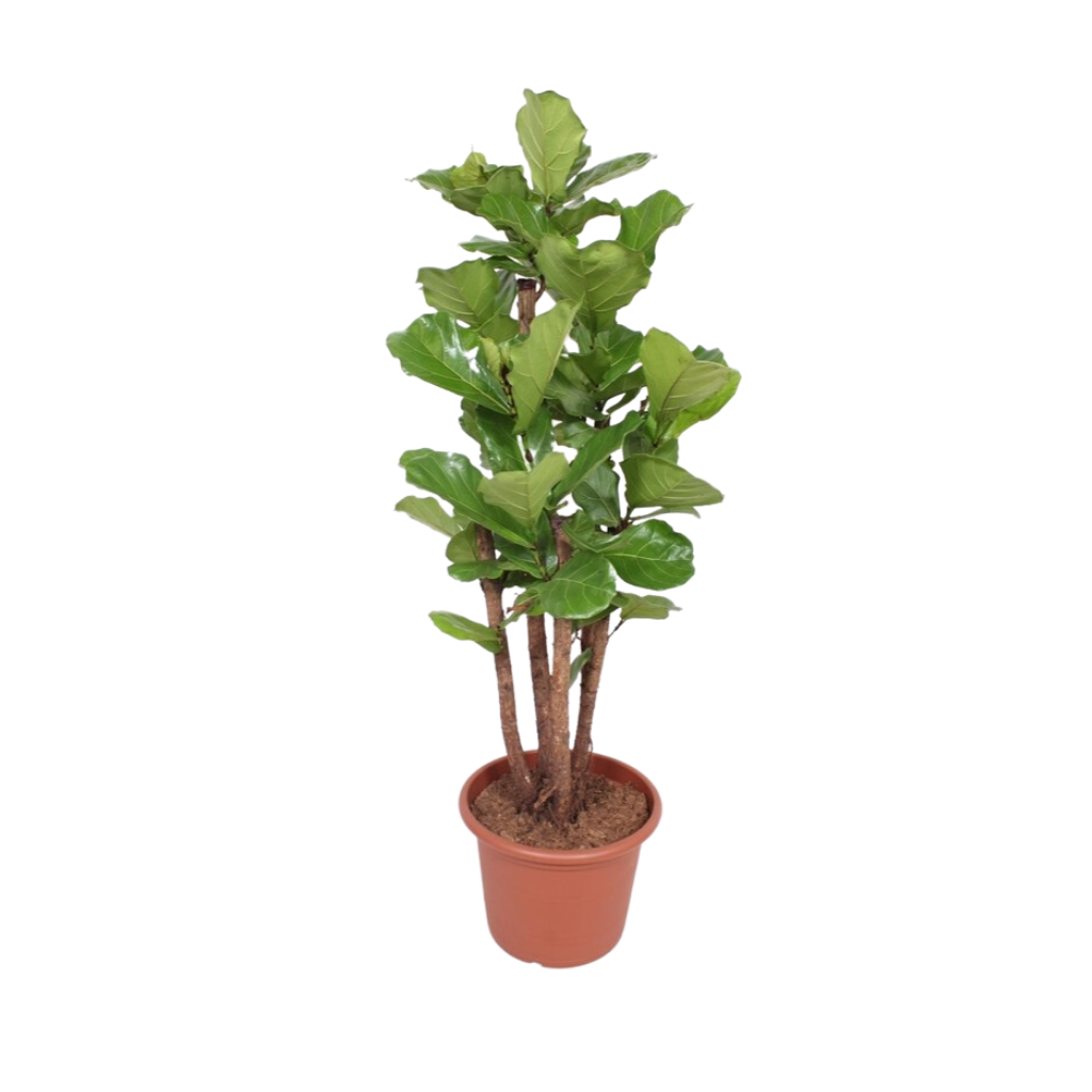Rubberboom (Ficus Lyrata Vertakt) H 230 ø 45 cm