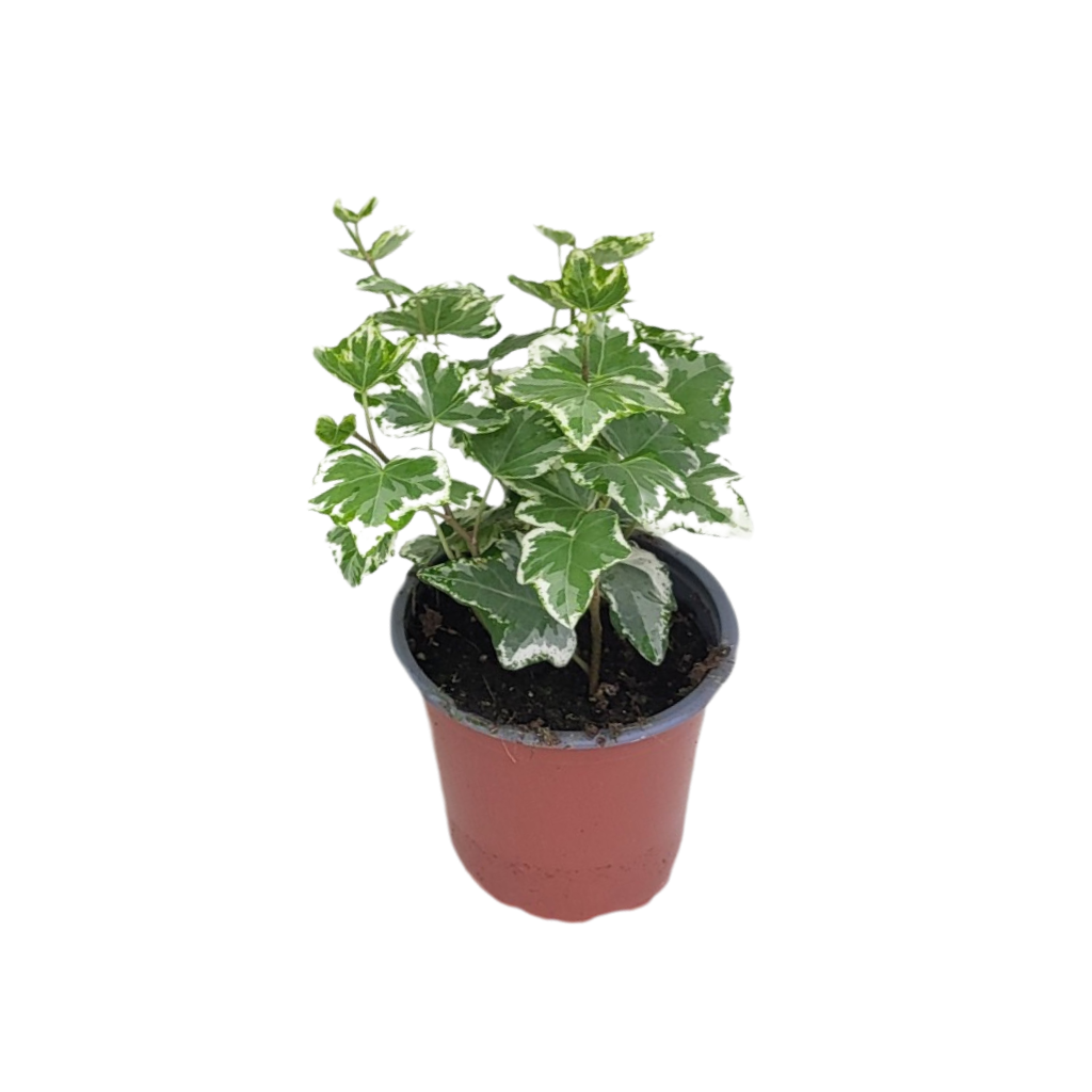 Klimop (Hedera Harlekijn) H 15 ø 9 cm