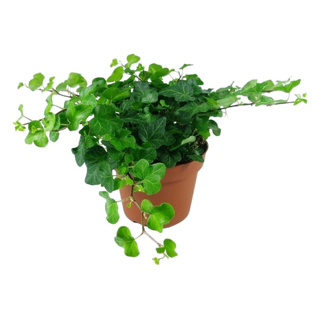 Klimop (Hedera He Wonder) H 15 ø 9 cm