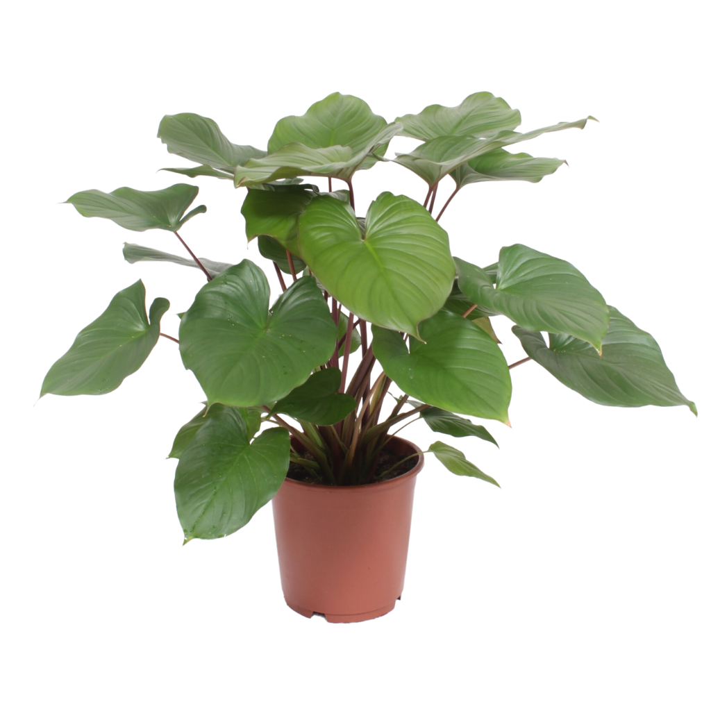 Homalomena Rubescens Maggy (Homalomena Rubescens Maggy) H 70 ø 24 cm