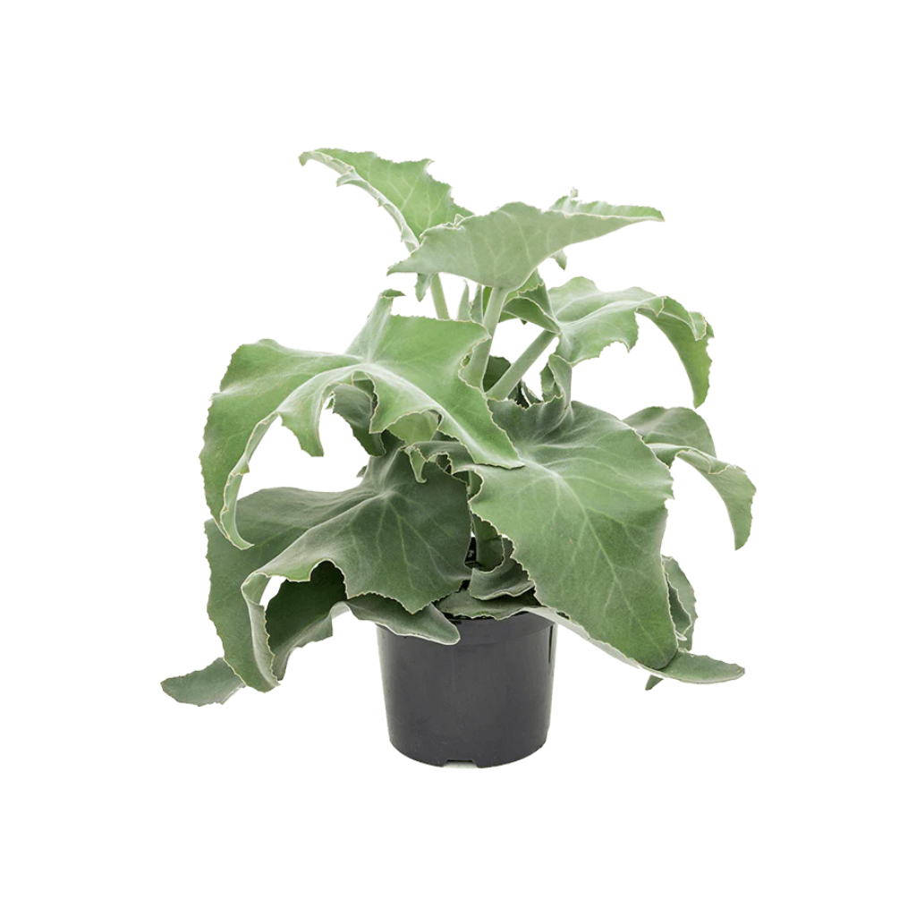 Olifantsoor (Kalanchoe Beharensis) H 20 ø 13 cm