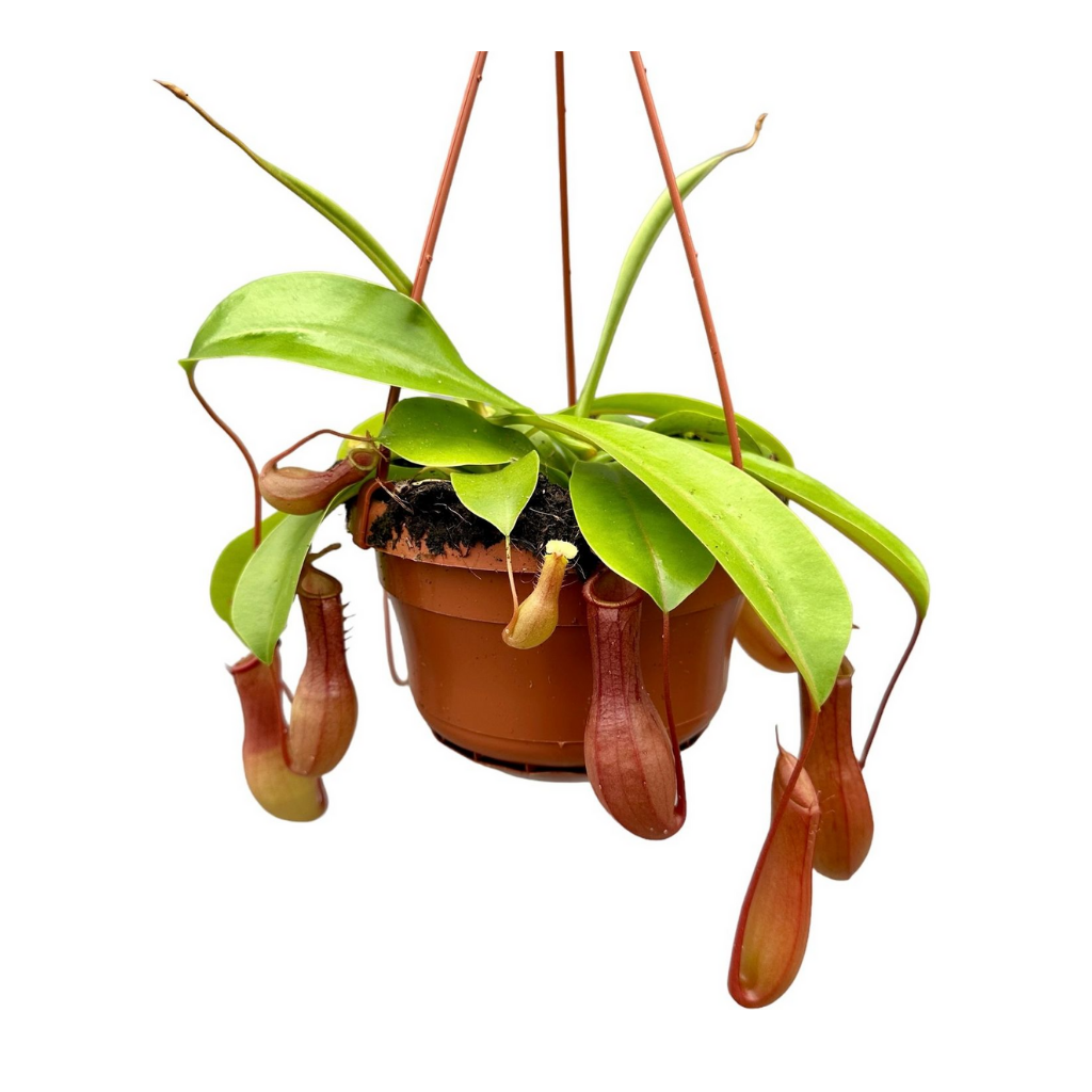 Bekerplant (Alata Monkey Jars Nepenthes) H 50 ø 14 cm