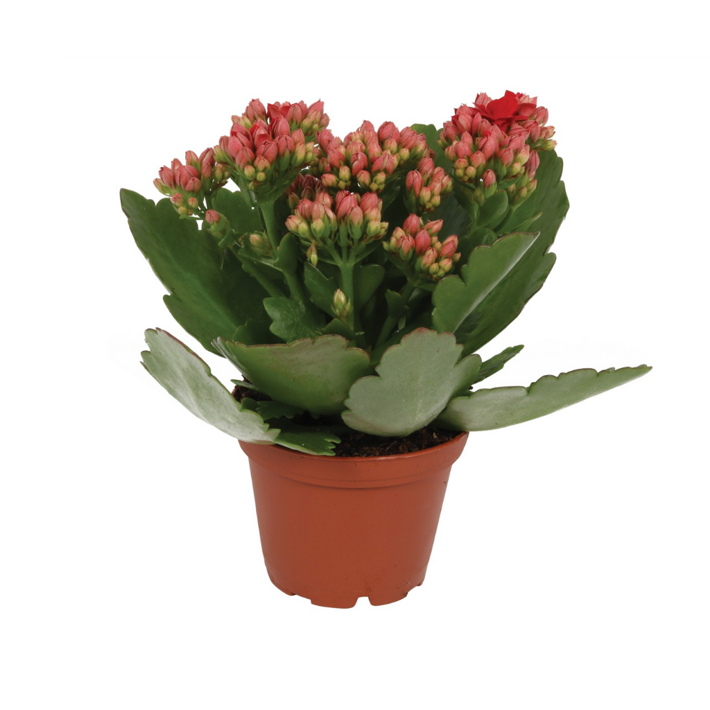 Woestijnroos (Kalanchoe Blossfeldiana) H 12,5 ø 6 cm
