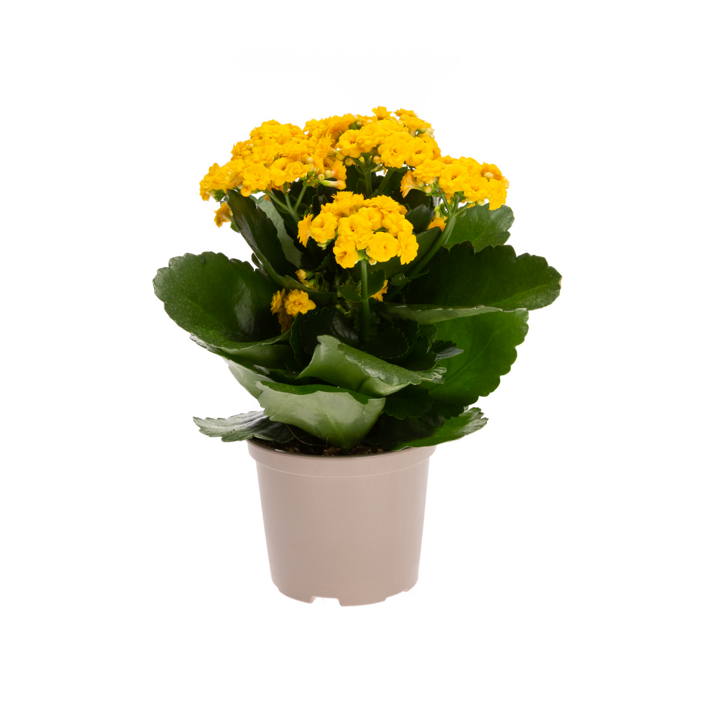 Kalanchoe Blossfeldiana 22,5 ø 10,5 cm