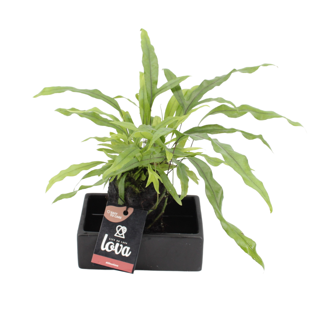 Kangoeroevaren (Lova Microsorum Diversifolium) H 40 ø 14 cm