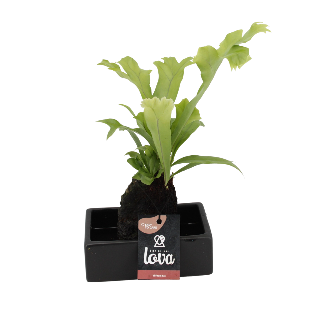Lova Microsorum Green Flame (Lova Microsorum Green Flame) H 40 ø 17 cm
