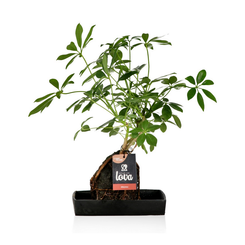 Vingerboom (Lova Schefflera) H 40 ø 14 cm