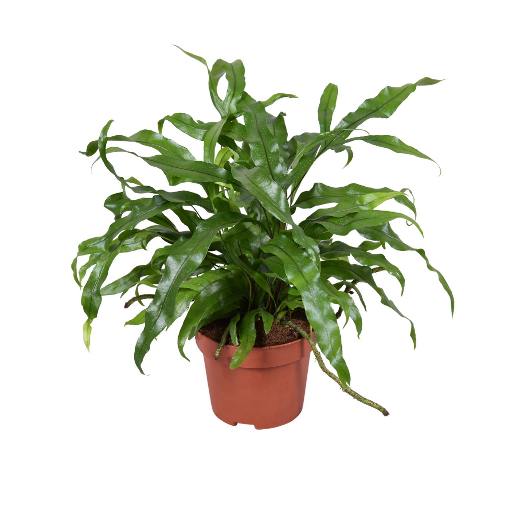 Microsorum Diversifolium (Microsorum Diversifolium) H 30 ø 12 cm