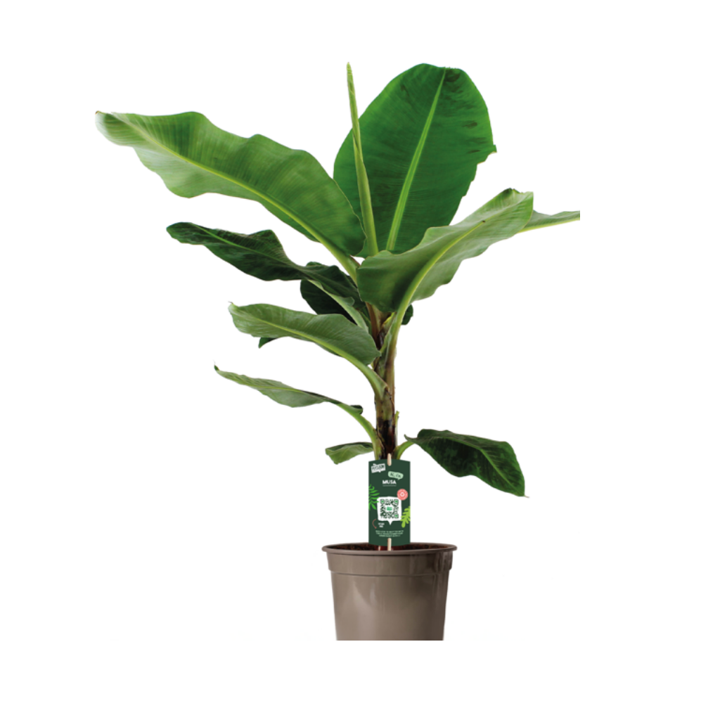 Bananenplant (Musa Dwarf Cavendish) H 100 ø 21 cm