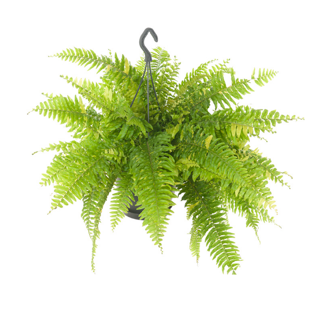 Krulvaren (Nephrolepis Tiger Fern) H 60 ø 20 cm