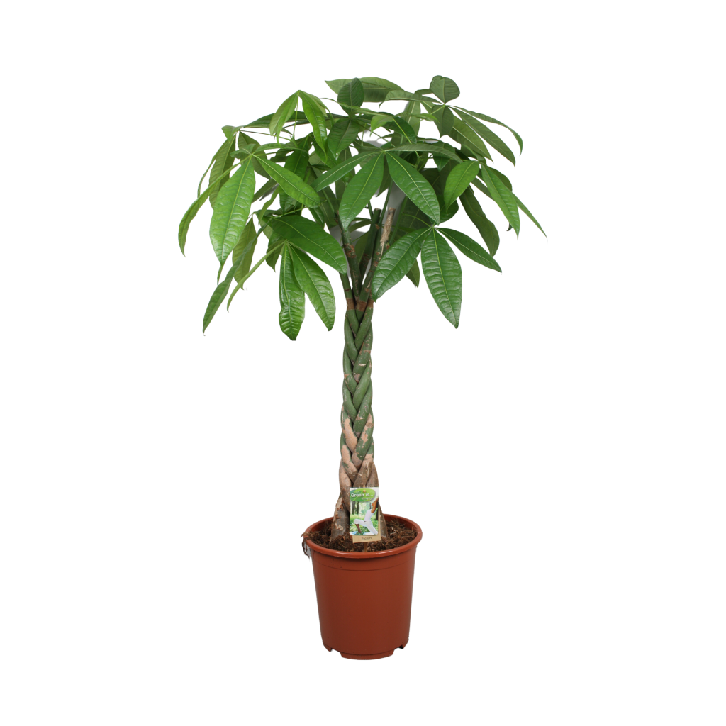 Geldboom (Pachira Aquatica) H 150 ø 27 cm