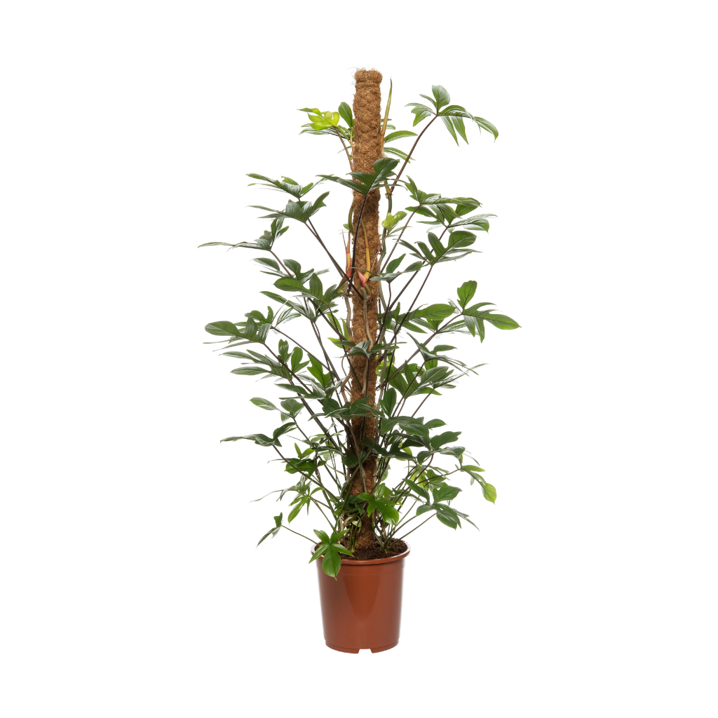 Philodendron Pedatum H 80 ø 19 cm