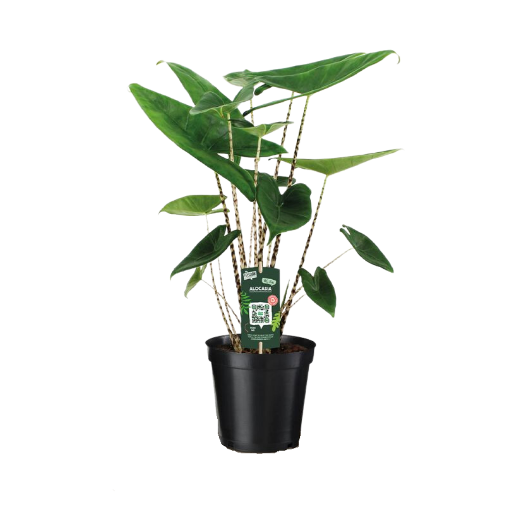Olifantsoor (Alocasia Zebrina) H 60 ø 19 cm