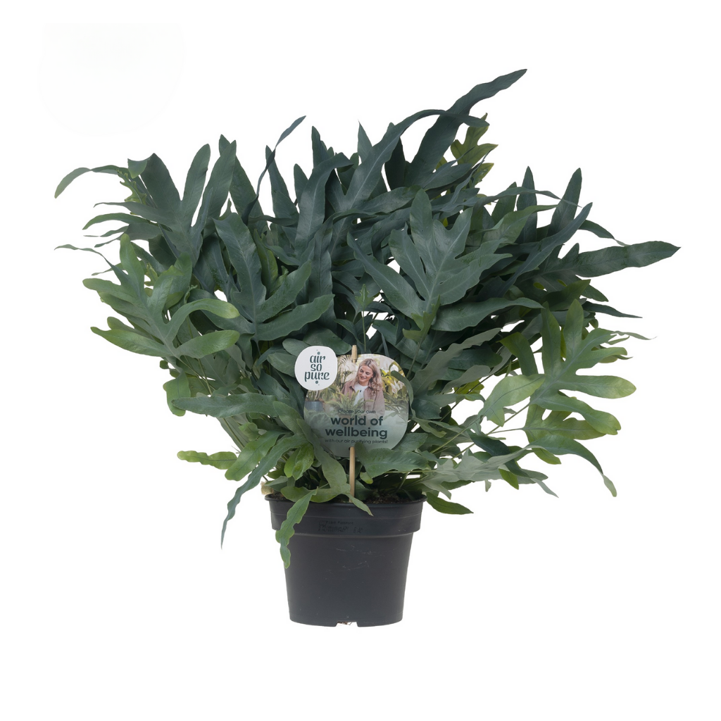 Blauwvaren (Phlebodium Blue Star) H 50 ø 17 cm