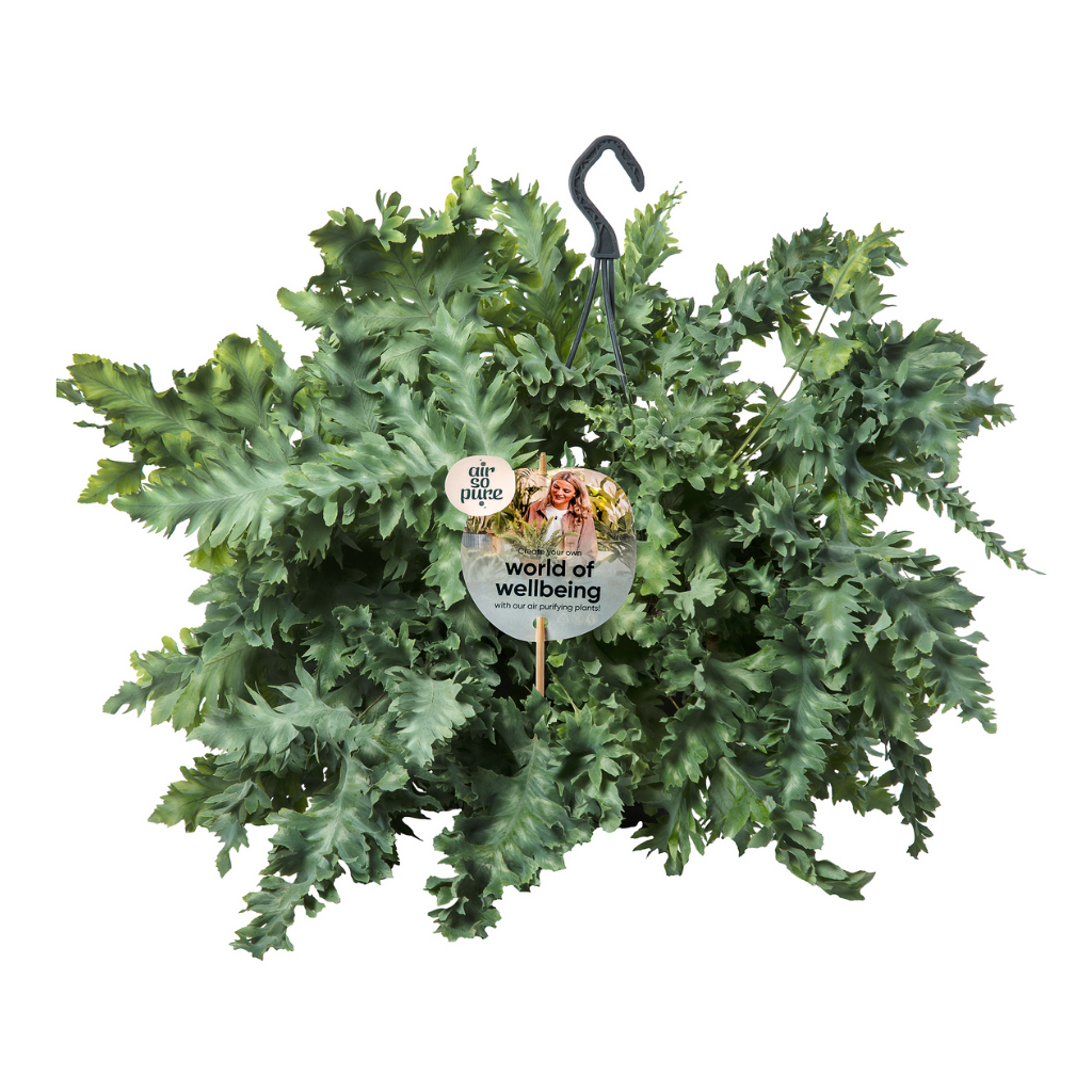 Blauwvaren (Phlebodium Davana) H 40 ø 20 cm