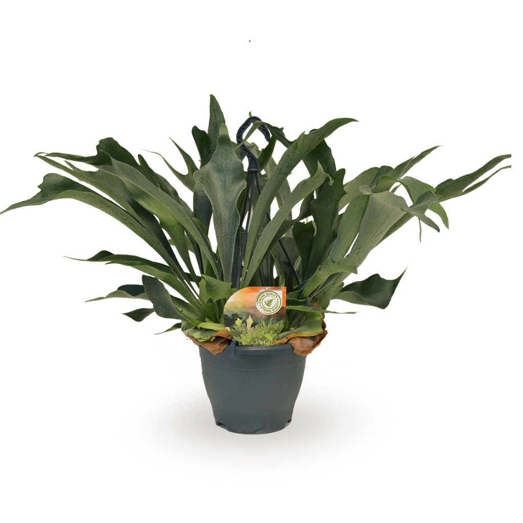 Hertshoornvaren (Platycerium Bifurcatum) H 50 ø 20 cm